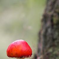 Fly Agaric 10 